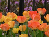 Soft light on tulips