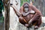 Orangutan de Sumatra