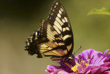 Tiger Swallowtail