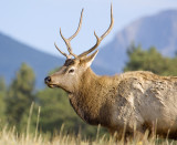 Elk and Mountains