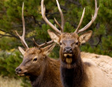 Two Headed Elk?