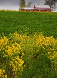 Yellow Flowers and Red Barn-Franklin County