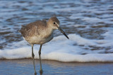 Sand Piper