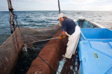 Pound Net Fishing