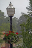 Side Walk Light And Flowers