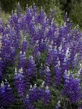 Lupine In Bloom