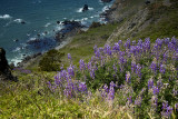 Flowers At The Edge