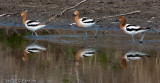 American Avocets VI