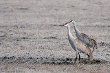 Sandhill Cranes