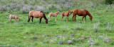 Quarter Horses with Foals