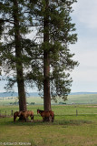 Horses with Pine Trees