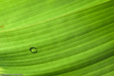 Droplet on Frond