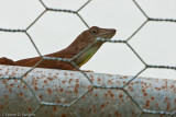 Lizard II