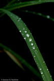 Raindrops on Lemon Grass I