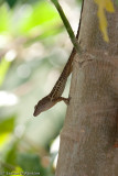 Lizard