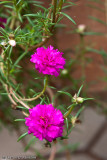 10 Oclock Flower