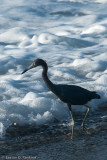 Blue Gaulin II