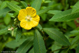 Mexican Primrose Willow