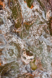 Trunk of Lignum Vitae