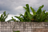 Banana and block Wall