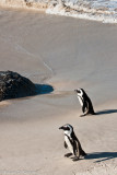 African Penguins II, Boulders Beach