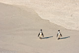 African Penguins IV, Boulders Beach