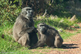 Baboon II, Millers Point Road