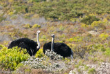 Ostriches, Cape of Good Hope Nature Reserve