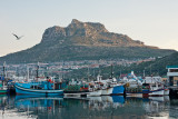 Hout Bay Harbour I