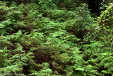 DSC01209-2.jpg