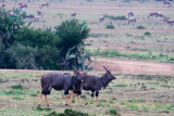 Nyala