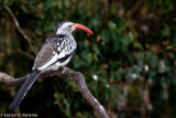 Southern Yellow Billed Hornbill (Tockus loucomeias)