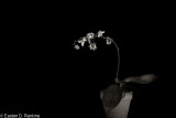 Orchid