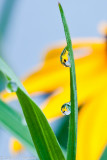 Dew Drops