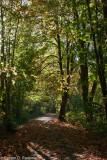 DSC03462.jpg