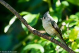 Titmouse