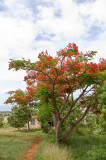 Red Dirt Path and Poinciana