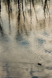 Ripples II