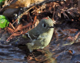 Ruby Crowned Kinglet