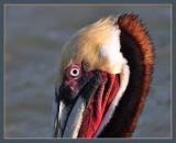 Pelican portrait from Goose Island SP, Tx.
