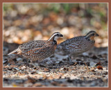 Bobwhite quail