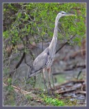 great blue heron