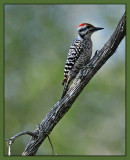 Male Ladderback Woodpecker