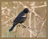juvenile male redwing blackbird.