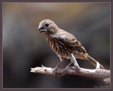 female house finch (Pedernales falls SP)