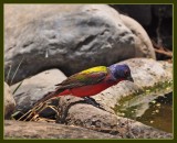 painted bunting (Pedernales falls SP)