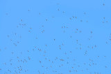 Hawk migration