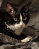 Tippy observing a portrait shoot... When's it my turn?