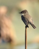 eastern phoebe