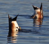 Bottoms up!